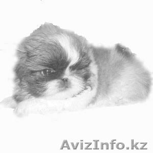 Продам пекинесиков - Изображение #1, Объявление #1769