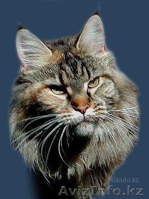 Продаются котята породы мейн-кун  - Изображение #1, Объявление #2478