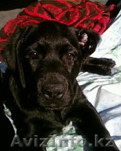 Лабрадор-ретривер - Изображение #1, Объявление #16395