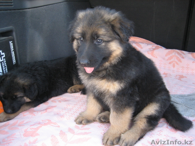 Щенки немецкой овчарки - Изображение #1, Объявление #18351