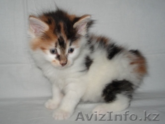 котята  бобтейл Курильский - Изображение #1, Объявление #18258