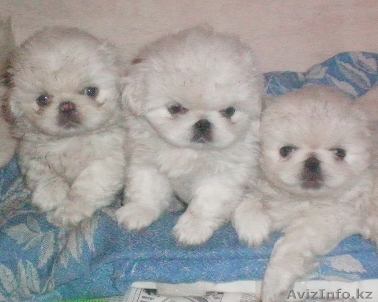 Продам щенят ПЕКИНЕСА белых, 27.01.2010 г.р. - Изображение #1, Объявление #15455