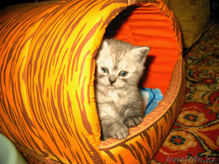 ПРОДАМ БРИТАНСКИХ КОТЯТ!!! - Изображение #1, Объявление #25384