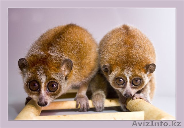 Лемуры лори (малый и большой лори) - Изображение #1, Объявление #20770