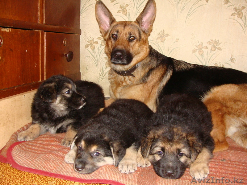 братья наши меньшие - Изображение #1, Объявление #19600