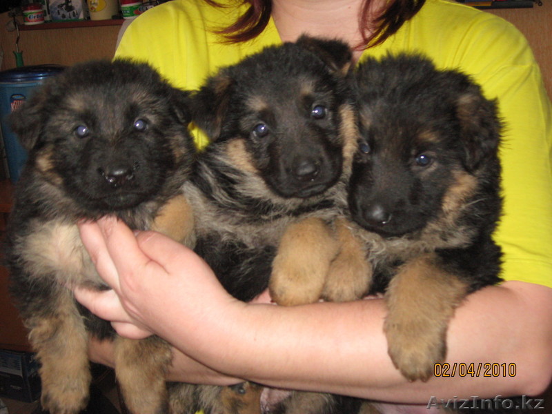 Продам щенков немецкой овчарки. - Изображение #1, Объявление #23399