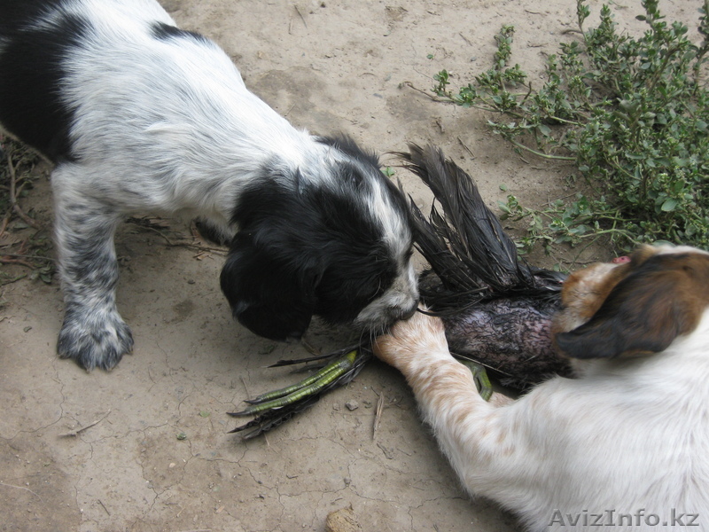 Русский Спаниель - Изображение #1, Объявление #26025