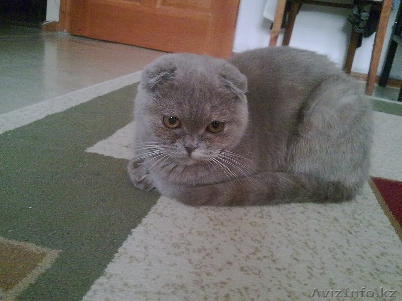 Британская-Вислоухая - Изображение #1, Объявление #23492