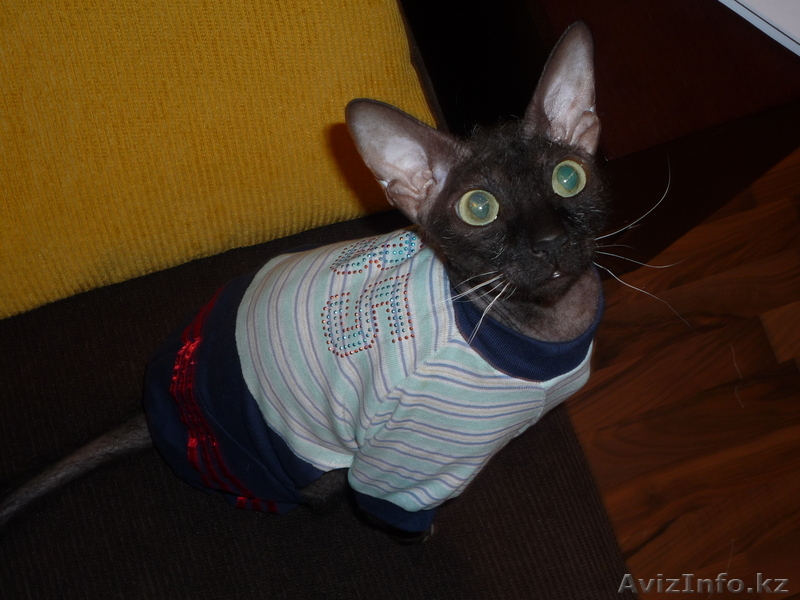 отдам в хорошие руки - Изображение #1, Объявление #22192