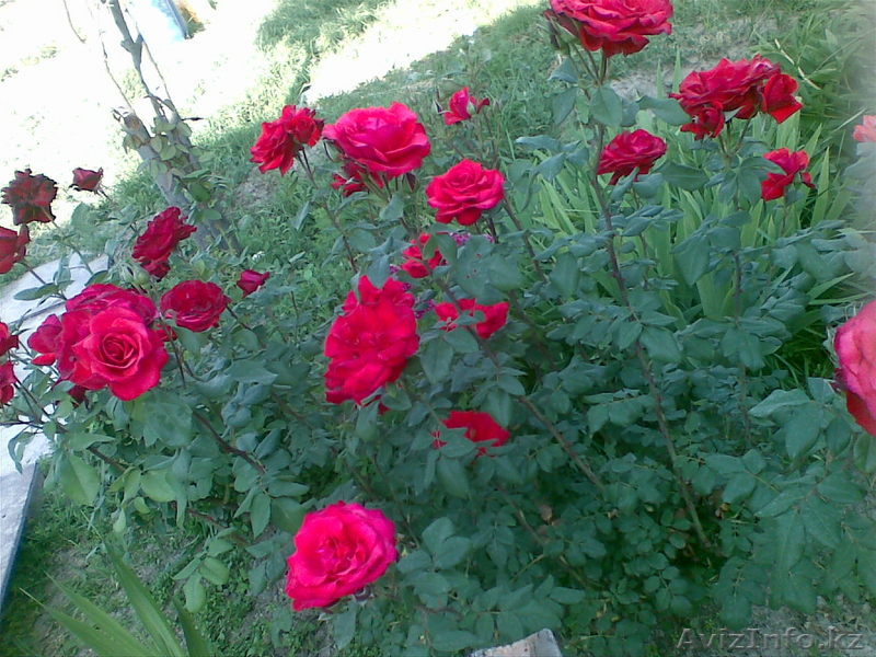 Участок под ИЖС 10соток - Изображение #1, Объявление #30210