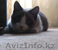 Отдам кота в хорошие руки! - Изображение #1, Объявление #27611