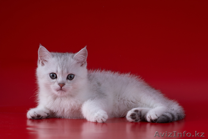 Британский котик - Изображение #1, Объявление #29244