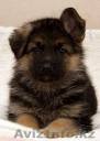 Продажа щенков немецкой овчарки - Изображение #1, Объявление #27867