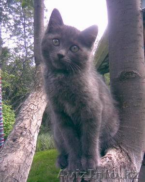 Отдам котенка в хорошие руки - Изображение #1, Объявление #41310