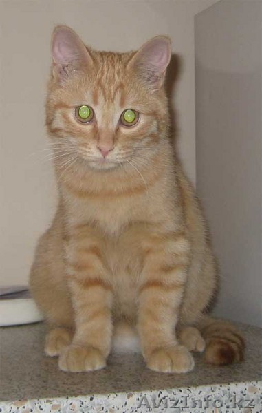 подарю котенка самого лучшего - Изображение #1, Объявление #44498