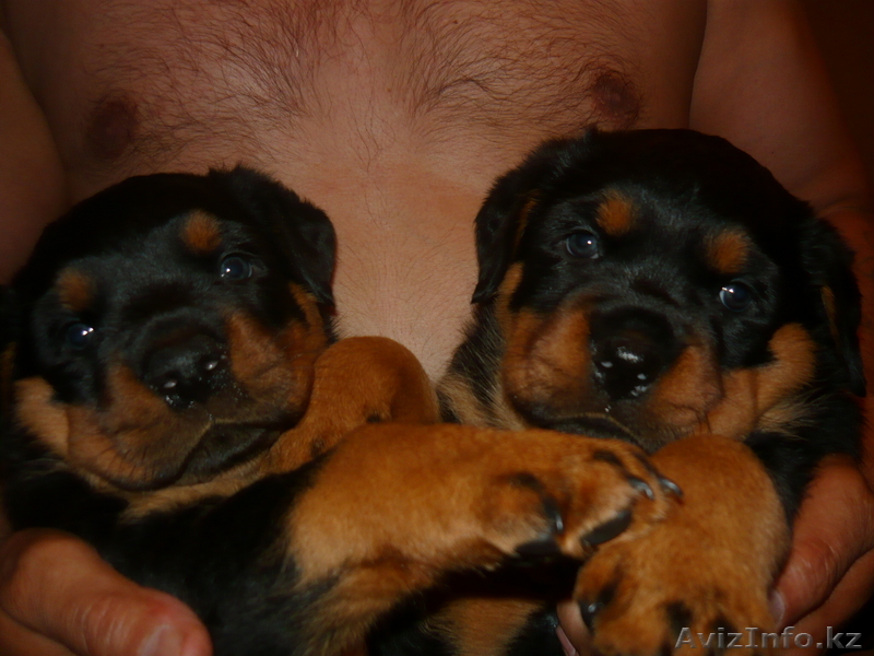 щенков ротвейлера - Изображение #1, Объявление #40503