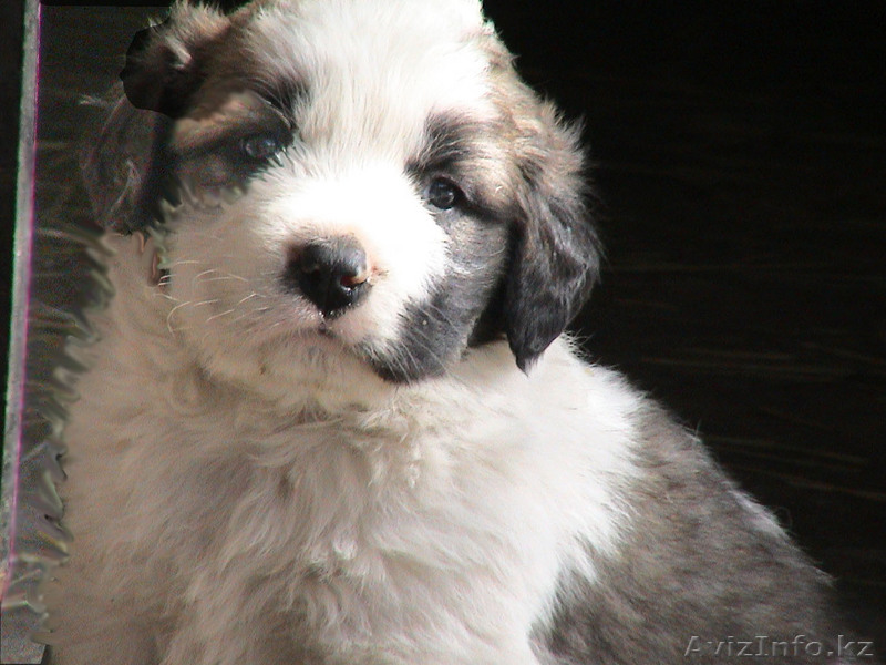 Московская сторожевая - Изображение #1, Объявление #40868