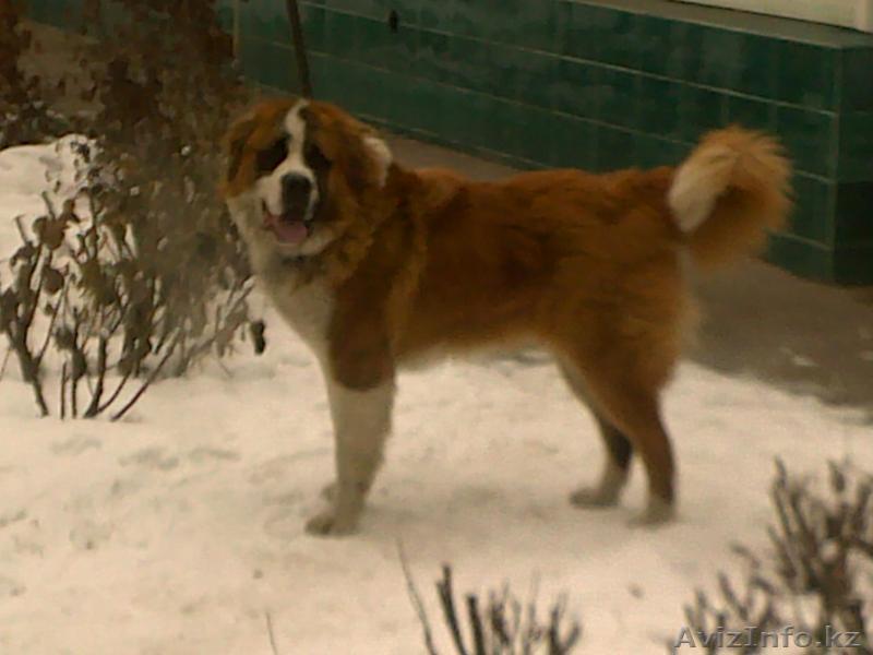 кобель МОСКОВСКОЙ СТОРОЖЕВОЙ 2 года - Изображение #1, Объявление #49166