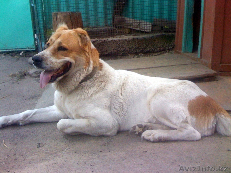 Алабай, среднеазиатская овчарка  - Изображение #1, Объявление #53713