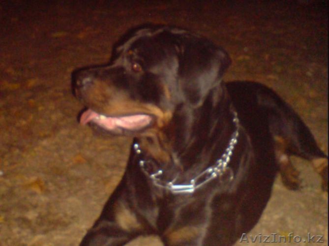 Щенки Ротвейлера с родословной! - Изображение #1, Объявление #53925