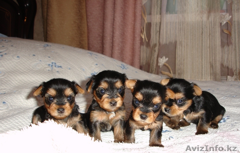 Продам щенков йоркширского терьера (мини) - Изображение #1, Объявление #52478
