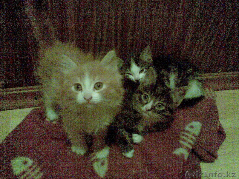 Отдам котят в хорошие добрые руки - Изображение #1, Объявление #51088