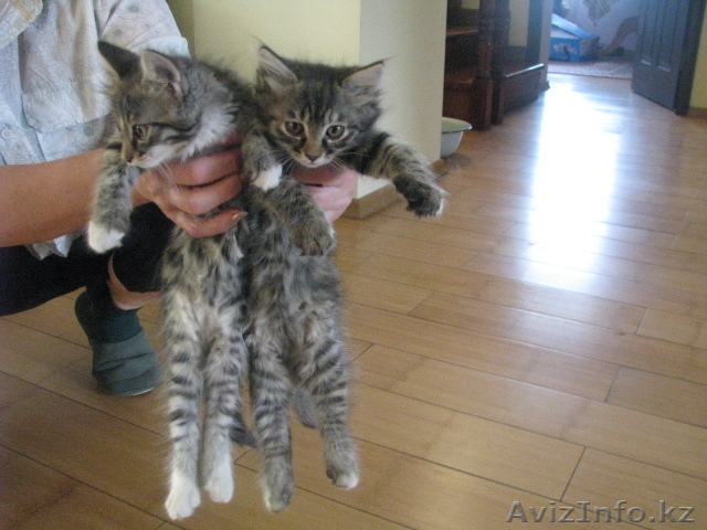 продам за 100 тенге - Изображение #1, Объявление #52528