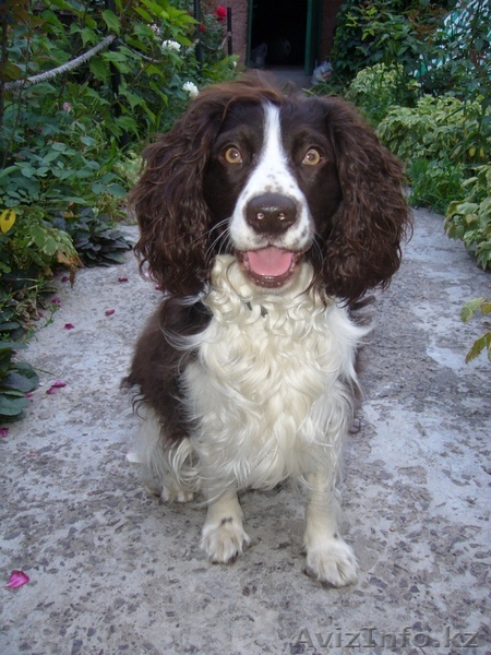 Русский спаниель ищет подругу для вязки - Изображение #1, Объявление #54044