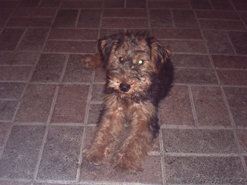 Продам щенка Вельш-терьера - Изображение #1, Объявление #58504