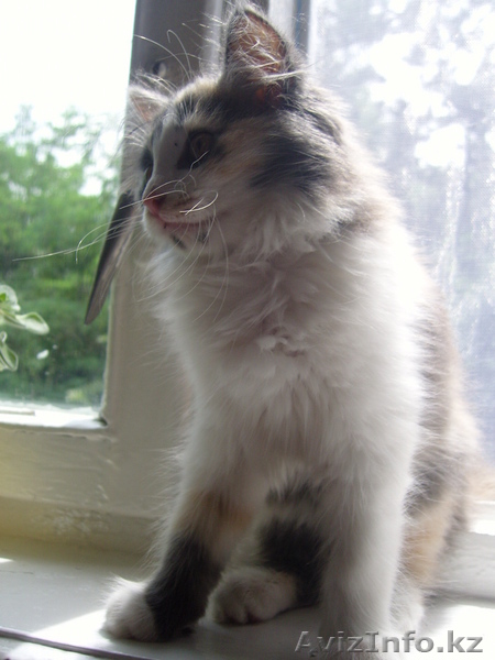 Самый милый в мире котенок ищет новый дом! - Изображение #1, Объявление #50963