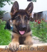 Немецкой овчарки - Изображение #1, Объявление #70746