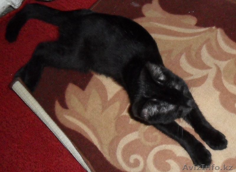 Котенок в добрые руки - Изображение #1, Объявление #61376