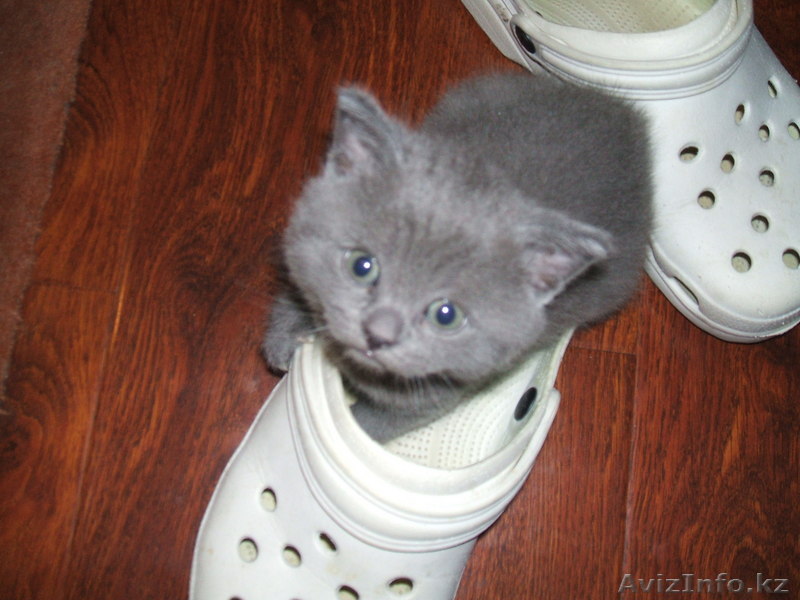 Продам котят британцев голубых - Изображение #1, Объявление #61290