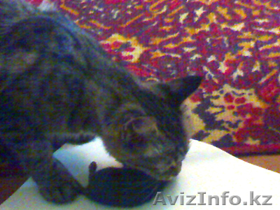 Отдам кошку-крысолова - Изображение #1, Объявление #60840