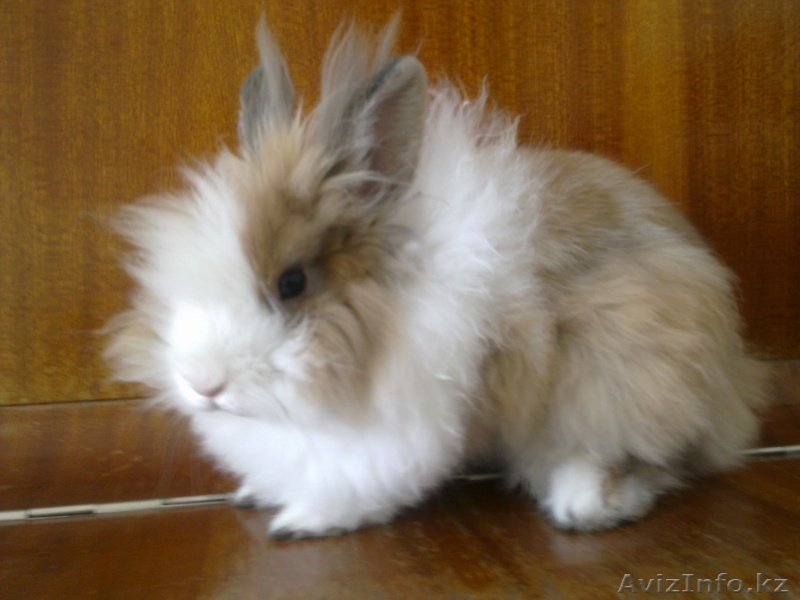 продам львиноголового кролика - Изображение #1, Объявление #64434