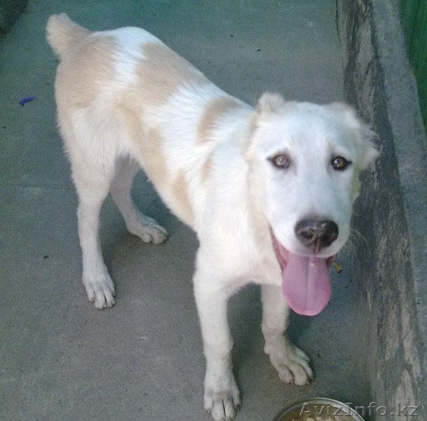 Алабая 5,5 месяцев, кабель, привит - Изображение #1, Объявление #66369