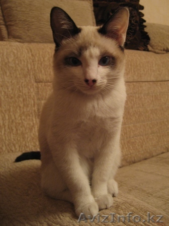 СРОЧНО ОТДАДИМ ЛЮБИМОГО КОТЁНКА - Изображение #1, Объявление #65905