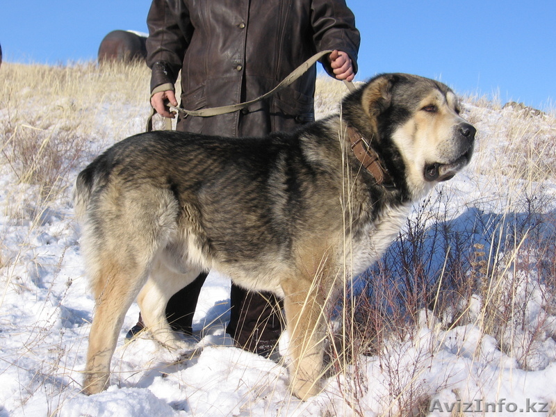 Щенки Среднеазиатской овчарки - Изображение #1, Объявление #60921