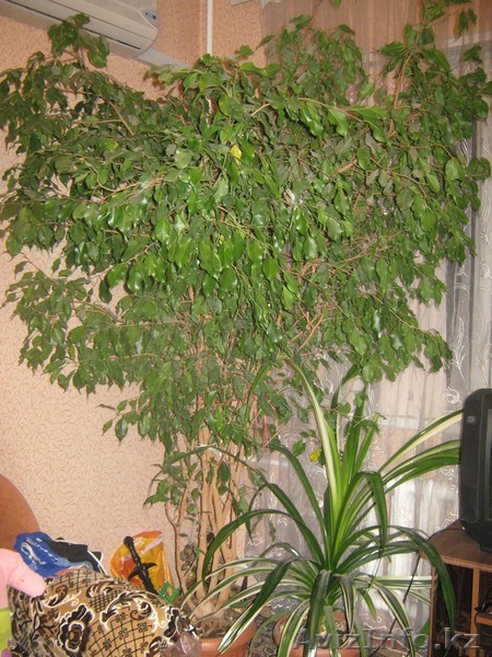 ФИКУС БЕНЖАМИНА - Изображение #1, Объявление #62586