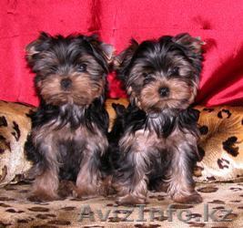 2 йоркширских щенков для продажи............ - Изображение #1, Объявление #68424