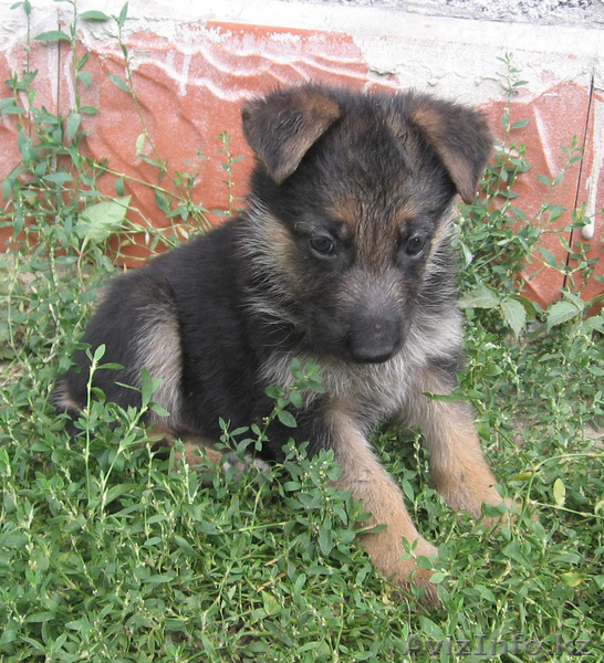 Немецкие овчерята - Изображение #1, Объявление #70525