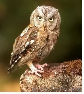 ДЕКАРАТИВНАЯ СОВА "СПЛЮШКА"87777211728 - Изображение #1, Объявление #71039