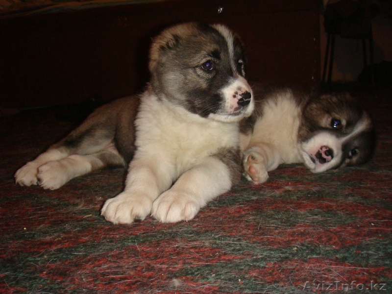 Продам щенков САО (Алабай) - Изображение #1, Объявление #19268