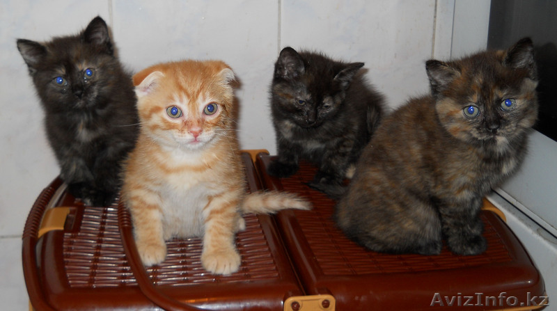 Британские короткошерстные-3 (страйт) и шотландский вислоухий-1 - Изображение #1, Объявление #80402