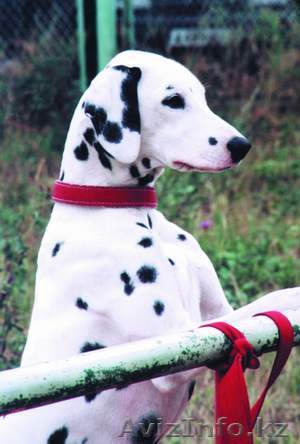 для вязки далматинца (Сучка)   - Изображение #1, Объявление #78096