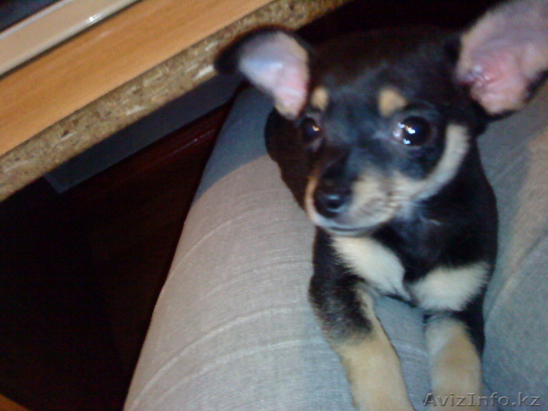 щенок той-терьера - Изображение #1, Объявление #82494