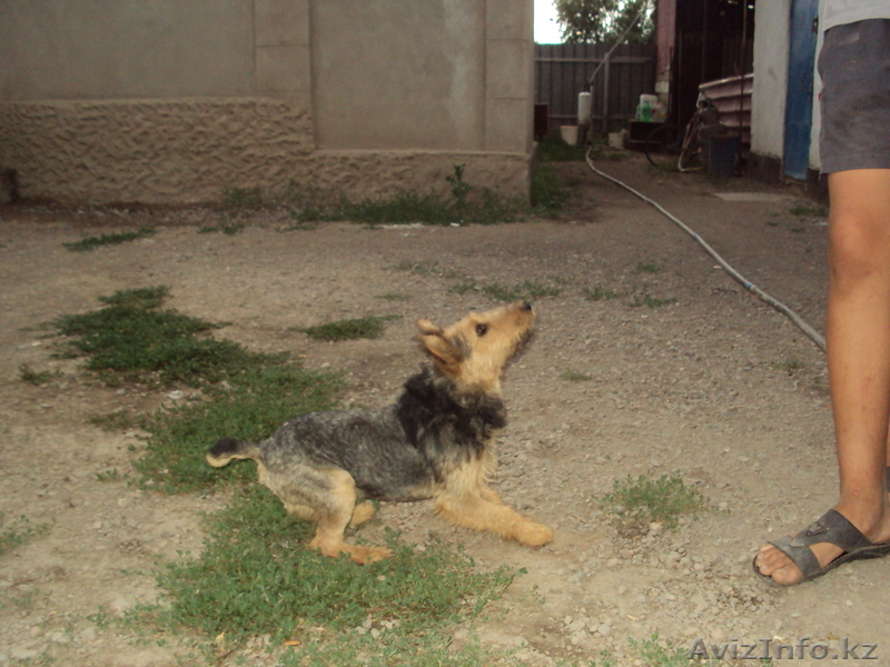 Щенок ягдтерьера - Изображение #1, Объявление #81470