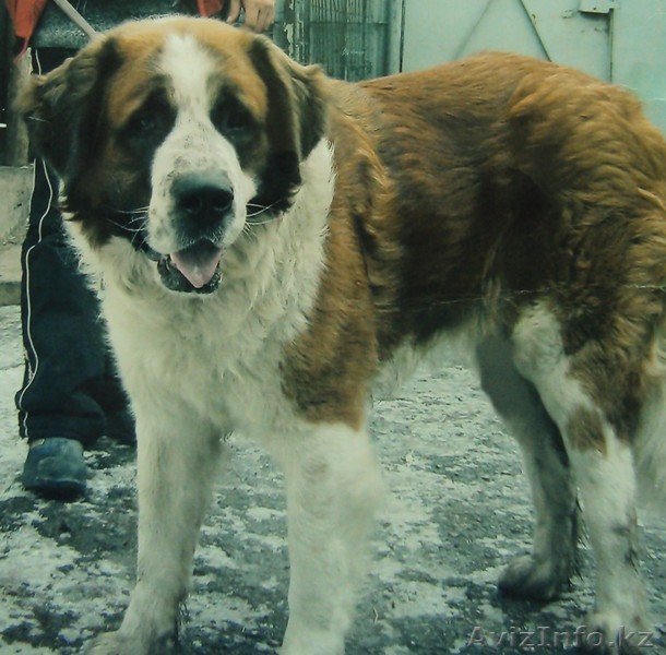 Продам щенков московской сторожевой овчарки - Изображение #1, Объявление #86562
