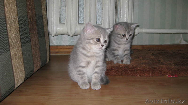 британские котята клубные с родословной - Изображение #1, Объявление #83519