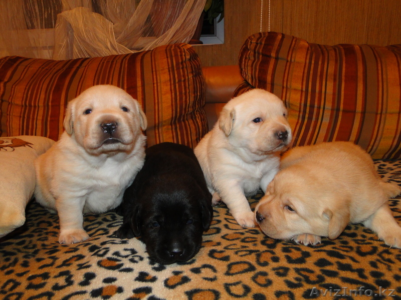 щенки лабрадора ретривера в Алматы - Изображение #1, Объявление #92913